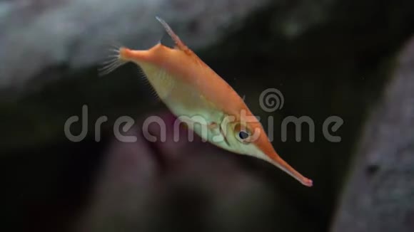 粉红色的刺五加也被称为鹬鱼鹬鱼长棘贝鱼在热带和视频的预览图