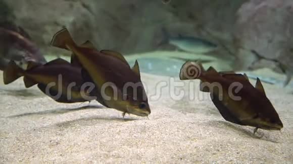 鳕鱼鱼大西洋鳕鱼在海底游泳和寻找食物的水下拍摄视频的预览图