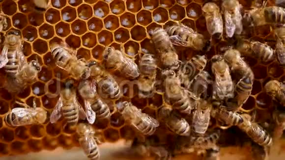 蜜蜂在蜂巢里工作把花蜜转化成金蜜然后把它盖在蜂巢里视频的预览图