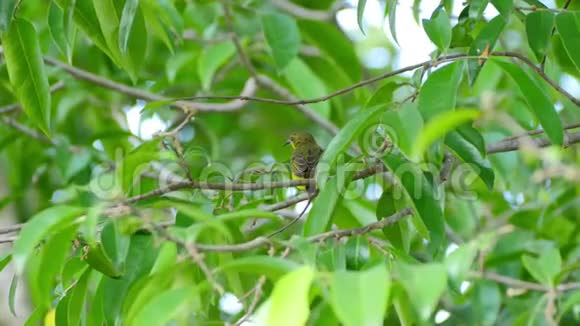 雌性橄榄背太阳鸟栖息在树枝上视频的预览图