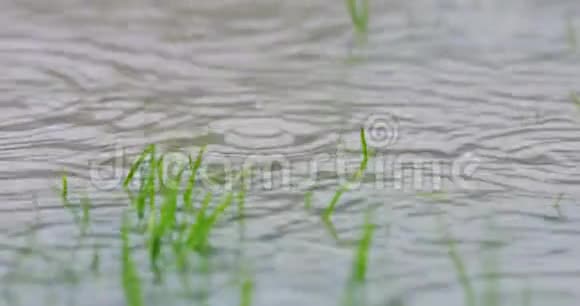 雨水落在被洪水淹没的草坪上大雨缓慢地落在潮湿的家院子里4k决议视频的预览图
