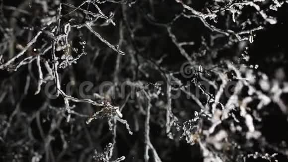 夜间降雪中灌木的一枝黑色背景和光动相机视频的预览图