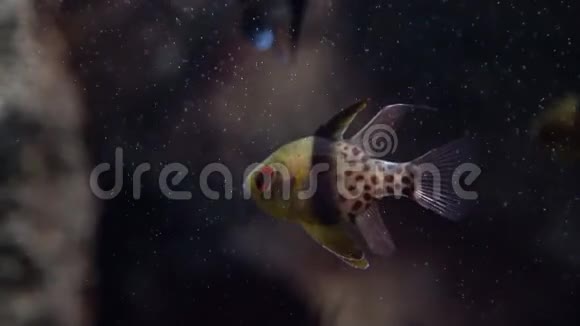 红尾鱼猫科猫科小的热带基鱼在水下在水族馆很受欢迎视频的预览图