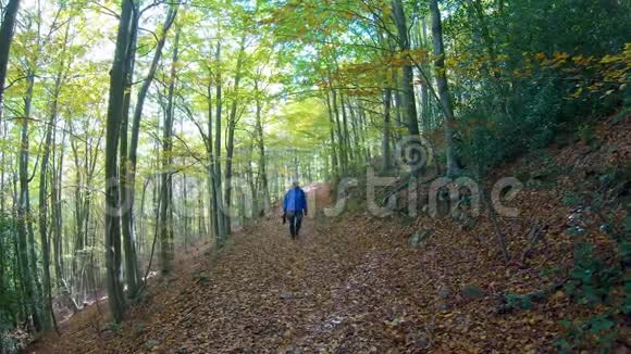 中年摄影师走在秋天的山毛榉森林里视频的预览图