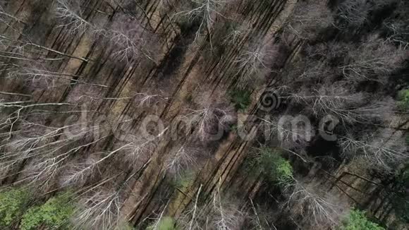 春天茂密的松林从无人驾驶飞机上俯瞰空中摄影视频的预览图