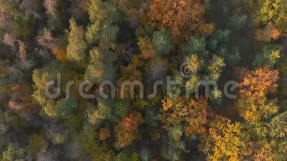 秋天森林的俯视图有五颜六色的树自然背景视频的预览图