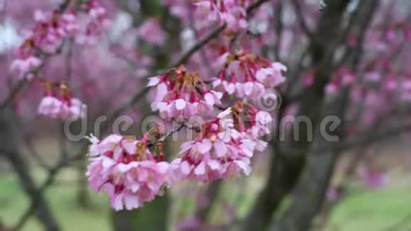 从春天开始盛开的樱花枝开着粉红色的花视频的预览图