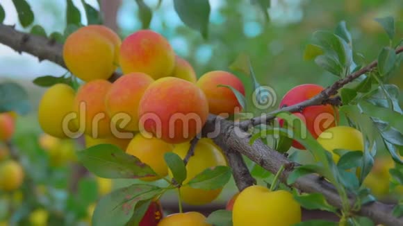 手从杏树枝摘成熟美味的杏子视频的预览图
