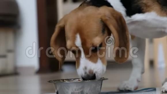 可爱的小猎犬在碗里吃东西关门视频的预览图