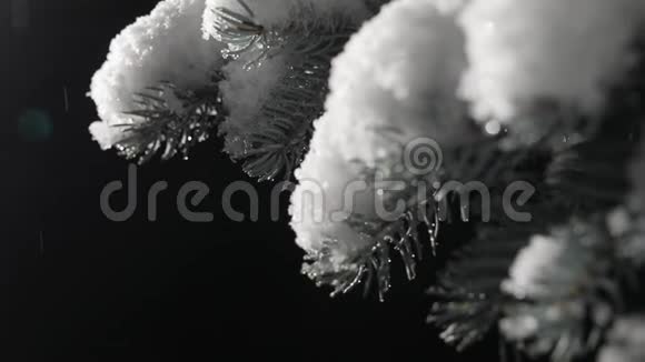 夜间降雪中灌木的一枝黑色背景和光动相机视频的预览图