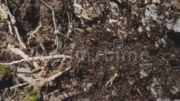 蚂蚁在树木窝上成群结队视频的预览图