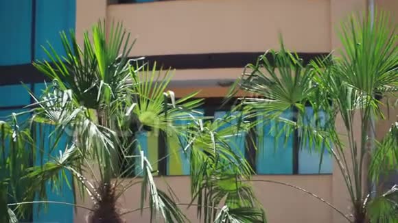 慢动作棕榈树在建筑物的逆风中生长视频的预览图