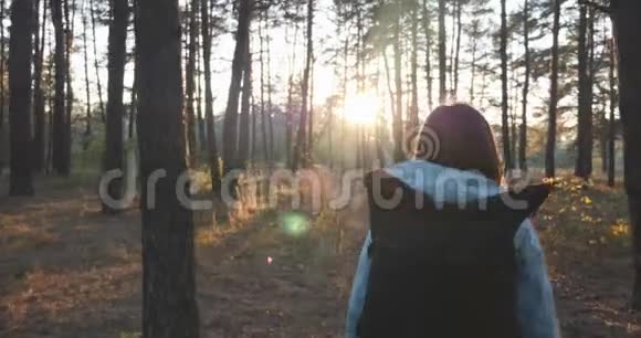在日出或日落时年轻的深色头发的女性旅行者背着一个大旅游背包在秋林散步视频的预览图