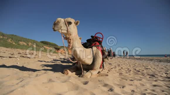 澳大利亚布鲁姆海滩上的骆驼视频的预览图