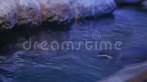 洪堡企鹅游泳视频的预览图