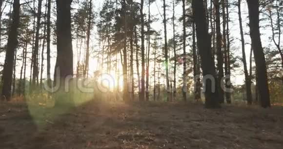 穿着牛仔裤和皮靴的女旅行者穿过松树林太阳光线穿过树木视频的预览图