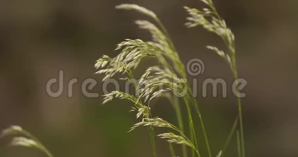 小虫子在温夫的野草视频的预览图