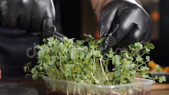 厨师剪下烹饪用的微绿色的特写镜头灌木上的微绿色厨师把餐馆里的蔬菜切掉视频的预览图