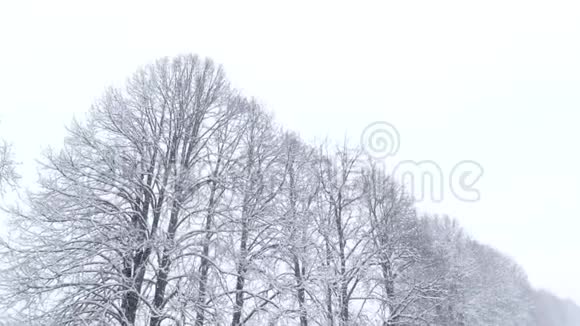 冬天的风景雪下有树视频的预览图
