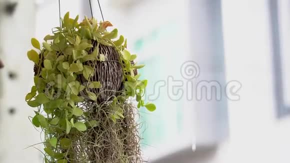 在雨天有空气根的绿色植物悬挂在空气中建筑背景模糊视频的预览图