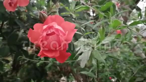 美丽盛开的红玫瑰花随风摇动美丽动人象征着爱情和友谊视频的预览图
