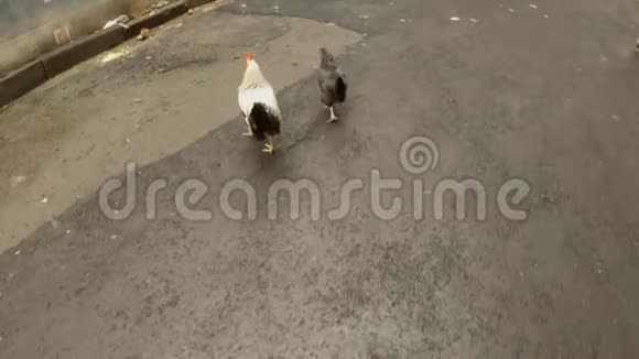 公鸡和母鸡走在柏油路上视频的预览图