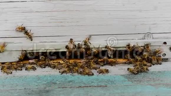 蜂群飞出蜂房或生态农场的蜂巢健康的有机或乡村视频的预览图
