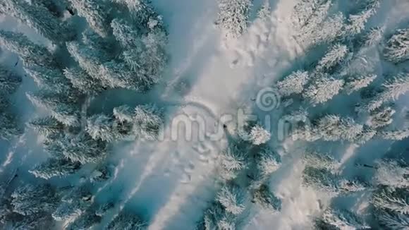 空中旅行在雪覆盖的树木环绕下徒步旅行的游客视频的预览图