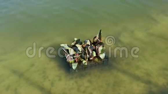 热湖上的水草视频的预览图