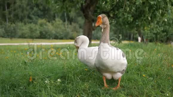 绿色草坪上两只白鹅有橙色鼻子和灰色脖子的鹅视频的预览图