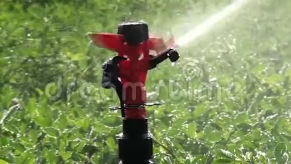灌溉喷淋系统正在现场工作快关门农业活动视频的预览图