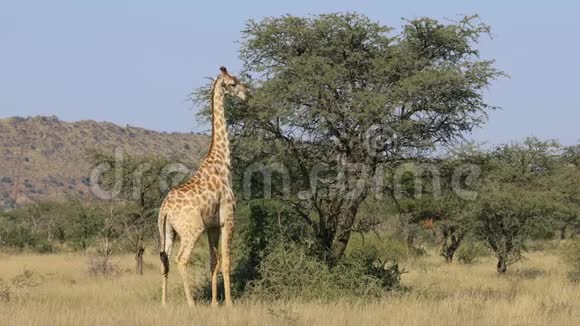 长颈鹿在树上觅食南非视频的预览图