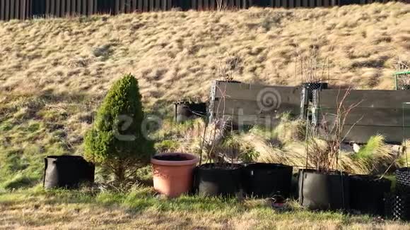 塑料罐和托盘项圈的小花园美丽的春天自然背景视频的预览图