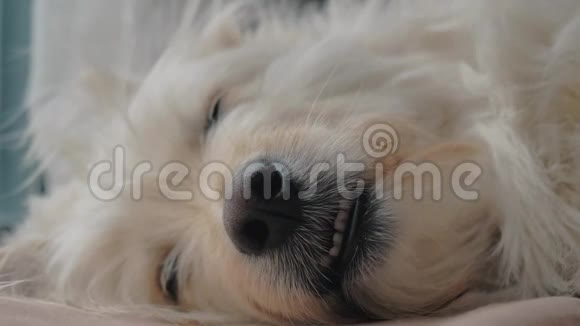 可爱的混种狗睡得很香甜可爱的睡脸宠物护理和动物概念视频的预览图