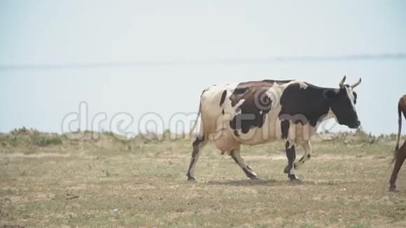 奶牛靠近大海视频的预览图