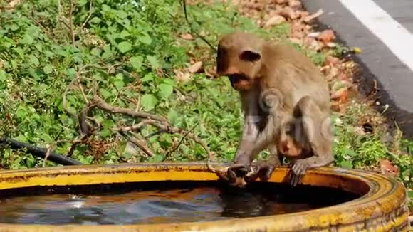 猴子在一碗水中抓住了一只青蛙并与它一起玩泰国视频的预览图