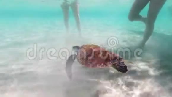 水下游泳海龟视频热带海洋中的野生海洋动物浅水中的海洋生物视频的预览图