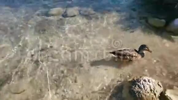 灰鸭在博欣吉湖上用蹼足挠头和脖子视频的预览图