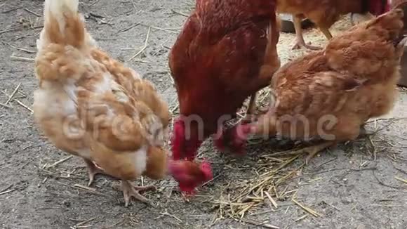红鸡和公鸡一起挖泥寻找食物视频的预览图