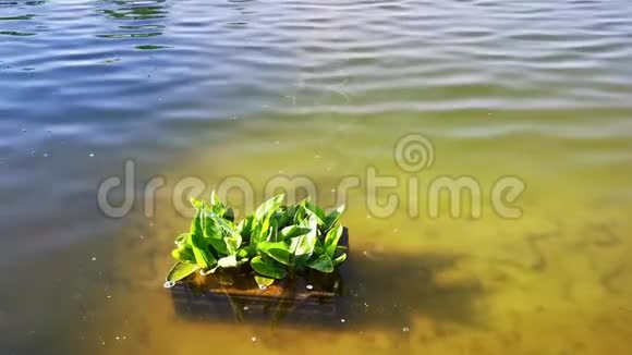 热湖上的水草视频的预览图