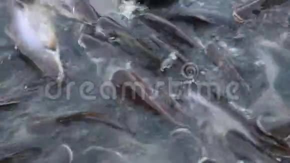 许多鱼在水上游泳视频的预览图