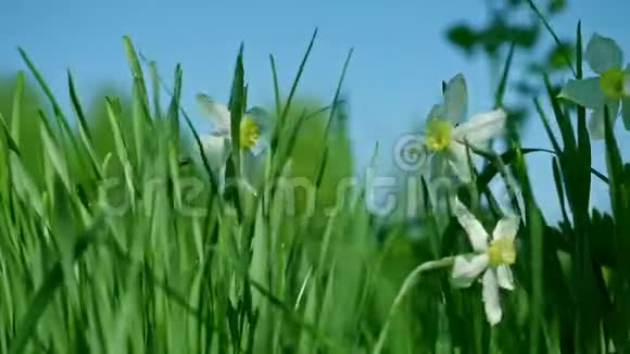 白色鸢尾花和绿色草坪草的特写视频的预览图