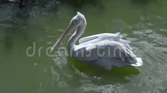 白天白鸟在湖里游泳视频的预览图