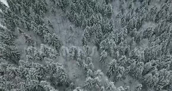 冬季云杉和松树被雪覆盖空中俯瞰冬季森林的天桥视频的预览图