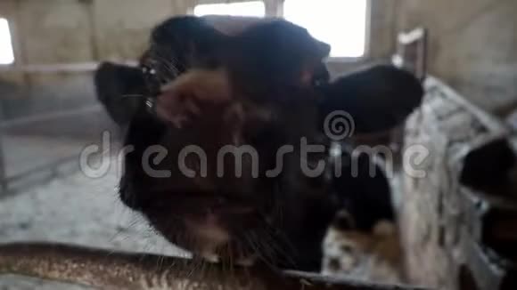 在免费畜栏饲养奶牛视频的预览图