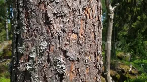 一棵老松树树皮的美丽景色美丽的自然背景视频的预览图