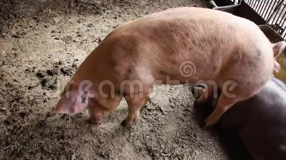 猪挖进泥地把它嚼进农场的谷仓视频的预览图
