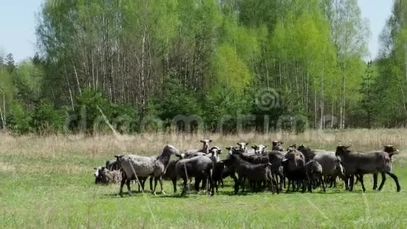 白天在田里放牧的一群长着大头羊视频的预览图