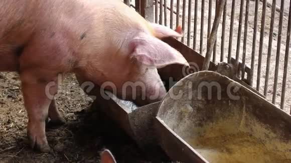 一种猪从水槽里喝水住在谷仓里视频的预览图