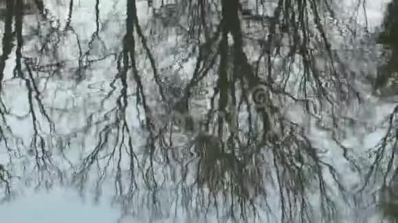 水面波光粼粼的树木视频的预览图